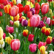 A field of Easter Tulips